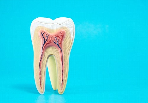 anatomy of a tooth against a light blue background 
